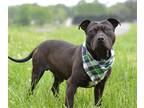 Adopt Bryce - Adoptable a Affenpinscher / Mixed Breed (Medium) / Mixed dog in