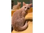 Adopt Taco a Tan or Fawn Domestic Shorthair (short coat) cat in Chattanooga