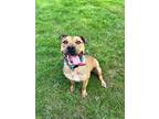 Adopt Moose a Tan/Yellow/Fawn - with Black American Staffordshire Terrier /