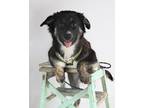 Adopt Neve a Black - with Tan, Yellow or Fawn Husky / German Shepherd Dog /