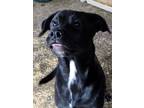 Adopt Grace ~ meet me! a Black Labrador Retriever / German Shepherd Dog / Mixed