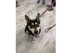 Adopt Benny a Black German Shepherd Dog / Mixed Breed (Medium) / Mixed (short