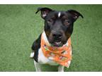 Adopt Marvin a Black Mixed Breed (Small) / Mixed Breed (Medium) / Mixed (short