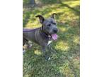 Adopt Nita a Black Mixed Breed (Small) / Mixed Breed (Medium) / Mixed (short