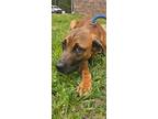 Adopt Hank a Brown/Chocolate Mixed Breed (Small) / Mixed Breed (Medium) / Mixed