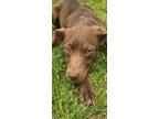 Adopt Rebel a Brown/Chocolate Mixed Breed (Small) / Mixed Breed (Medium) / Mixed
