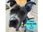 Adopt Oso a Merle American Pit Bull Terrier / Mixed Breed (Medium) / Mixed