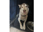 Adopt Baymax a White Husky / Mixed Breed (Medium) / Mixed (short coat) dog in