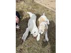 Adopt Ash a Brindle Labrador Retriever / Great Pyrenees / Mixed (short coat) dog