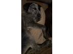 Adopt Circe a Black - with White Australian Cattle Dog / German Shorthaired