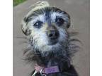Adopt Andy 2 a Chinese Crested / Terrier (Unknown Type, Medium) dog in Half Moon