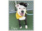 Adopt DANE a Black - with White Pointer / Mixed dog in Marietta, GA (41126516)