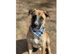 Adopt Ruger a Black Mouth Cur / Labrador Retriever / Mixed dog in Phoenix