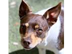 Adopt Oscar a Red/Golden/Orange/Chestnut - with White Rat Terrier / Fox Terrier
