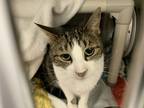 Adopt Gaga a Brown Tabby Domestic Shorthair / Mixed Breed (Medium) / Mixed