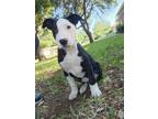 Adopt Thumbelina a Black - with White Bull Terrier / Mixed dog in Dallas