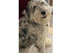 Adopt Rip a Merle Aussiedoodle / Mixed dog in Cleveland, OH (41254688)