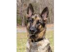 Adopt Dora a Black - with Tan, Yellow or Fawn German Shepherd Dog / Mixed dog in