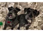 Adopt MOJO & SHADOW a Gray/Silver/Salt & Pepper - with White Schnauzer