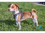 Adopt Flash a White - with Tan, Yellow or Fawn Jack Russell Terrier / Dachshund