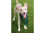 Adopt Puppy Kendra a Tan/Yellow/Fawn - with White Labrador Retriever / Mixed dog