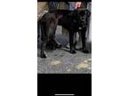 Adopt Lindy a Black Labrador Retriever / Mixed Breed (Medium) / Mixed (short