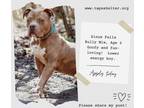 Adopt Sioux Falls a Tan/Yellow/Fawn American Pit Bull Terrier / Mixed Breed