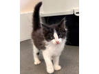 Adopt Nutella a All Black Domestic Mediumhair / Mixed Breed (Medium) / Mixed