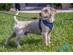 Adopt Curly a White - with Tan, Yellow or Fawn Poodle (Miniature) / Beagle /