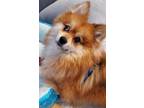 Adopt Fennie a Pomeranian / Husky dog in Huntington, NY (41254604)