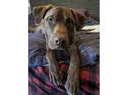 Adopt Indy a Brown/Chocolate Mixed Breed (Small) / Mixed Breed (Medium) / Mixed
