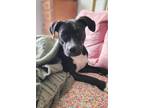 Adopt Presley a Black - with White Pit Bull Terrier / Mixed dog in Huntingtown