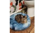 Adopt Honey Do a Brown Tabby Domestic Longhair (long coat) cat in Lebanon