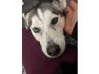Adopt Flor a Black - with White Husky / Mixed dog in Greensboro, NC (41254280)