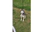 Adopt Milo a Black - with White Husky / Mixed dog in Lawrenceburg, TN (41254395)