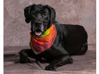 Adopt Leni Lou a Black Great Dane / Mixed Breed (Medium) / Mixed (short coat)
