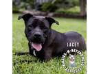 Adopt Lacey a Black - with White Terrier (Unknown Type, Small) / Mixed dog in