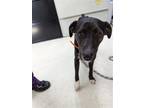Adopt Speedy a Brindle Plott Hound / Terrier (Unknown Type