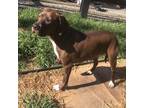 Adopt Hazel a Brown/Chocolate Labrador Retriever / Hound (Unknown Type) / Mixed