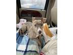 Adopt Vader a Brindle - with White American Staffordshire Terrier / American Pit