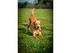 Adopt Mia a Tan/Yellow/Fawn Labrador Retriever / Chow Chow / Mixed (short coat)