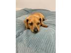 Adopt BOSLEY a Tan/Yellow/Fawn Terrier (Unknown Type, Small) / Mixed dog in