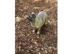 Adopt Daisy a Brown/Chocolate Pug / Miniature Pinscher / Mixed (short coat) dog