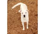 Adopt Gina a White Catahoula Leopard Dog / Mixed Breed (Medium) / Mixed (short