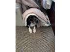 Adopt Duke a Black - with Tan, Yellow or Fawn Beagle / Basset Hound / Mixed dog
