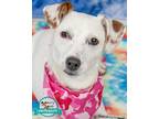Adopt London a Jack Russell Terrier / Mixed dog in Kennesaw, GA (41219606)