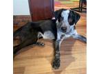 Adopt Timber a Australian Cattle Dog / Australian Shepherd / Mixed dog in Salt