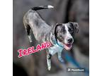 Adopt IRELAND a Australian Cattle Dog / Border Collie / Mixed dog in Moberly