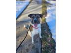 Adopt Timber a Shepherd (Unknown Type) / Labrador Retriever / Mixed dog in