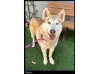 Adopt Oakley a Siberian Husky / Mixed dog in Chino Valley, AZ (41236570)